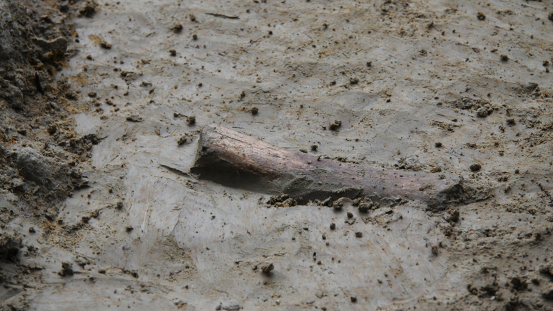 A butchered animal bone found a the Kalinga site in Luzon, Philippines, showed hominins were active on the island as far back as 709,000 years ago. The newly discovered species, called Homo luzonensis, lived in the Philippines around 67,000 years ago. It’s not known if the two groups were related.
